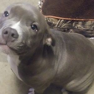 Meet your Posher, Preston